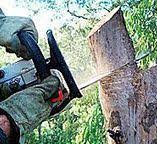 Best Tree Cabling and Bracing  in Hawkins, TX