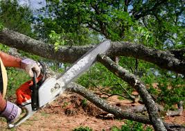 Best Tree Disease Treatment  in Hawkins, TX