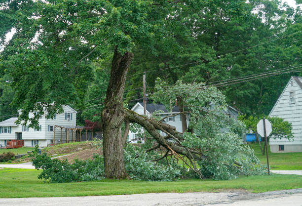  Hawkins, TX Tree Services Pros