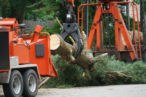 Best Tree Preservation Services  in Hawkins, TX